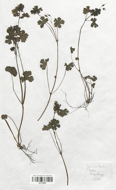 Geranium lucidum (Geraniaceae)