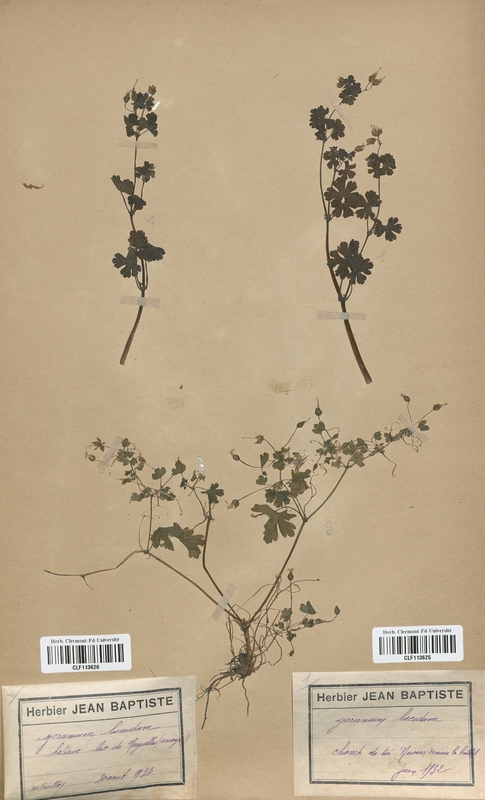 Geranium lucidum (Geraniaceae)