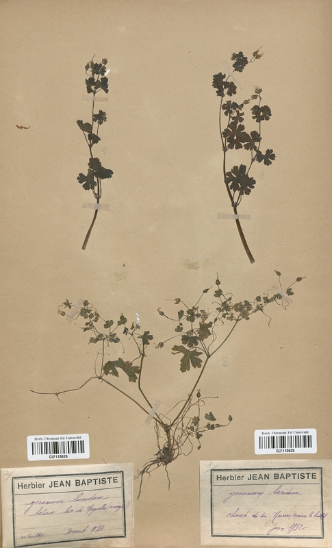 Geranium lucidum (Geraniaceae)