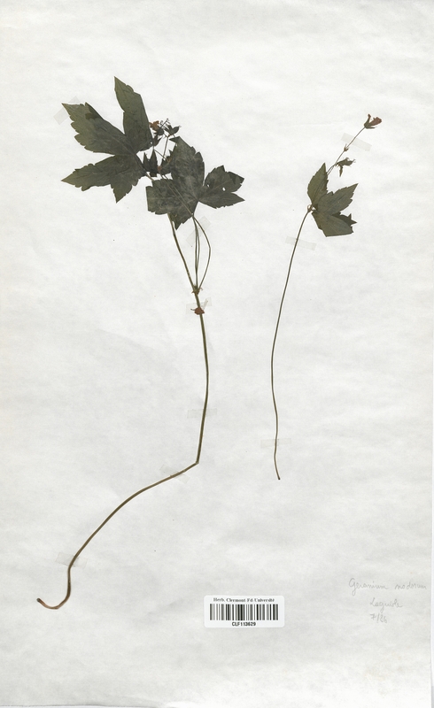 Geranium nodosum (Geraniaceae)
