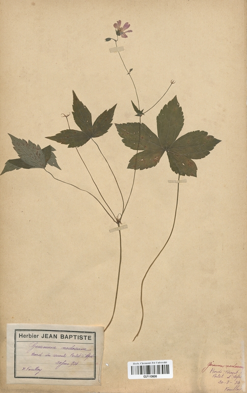 Geranium nodosum (Geraniaceae)
