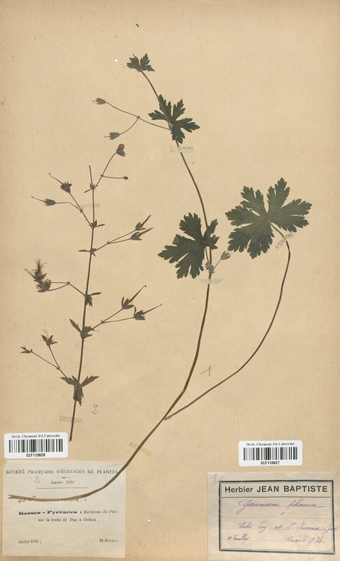 Geranium phaeum (Geraniaceae)