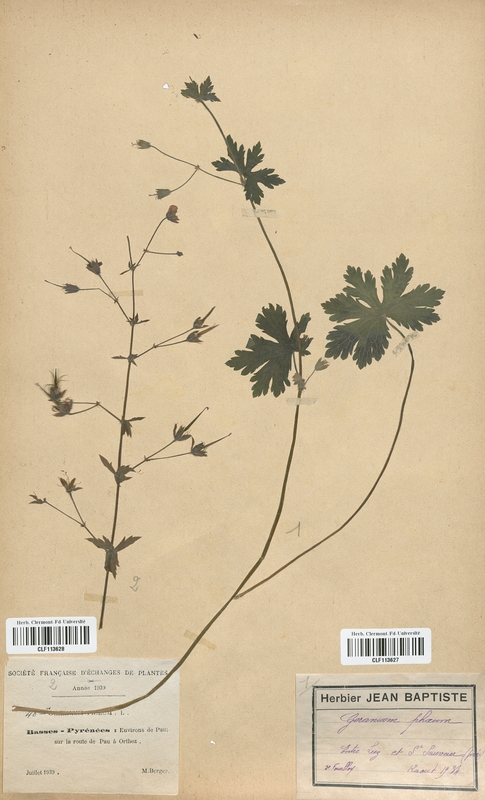 Geranium phaeum (Geraniaceae)