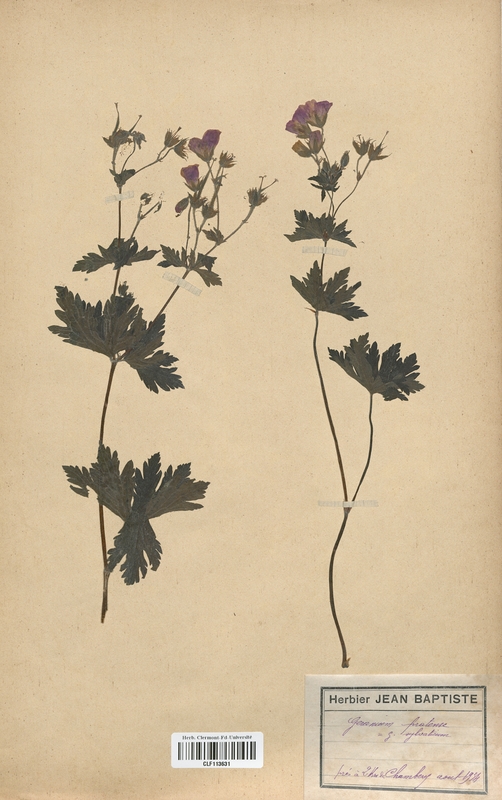 Geranium pratense (Geraniaceae)