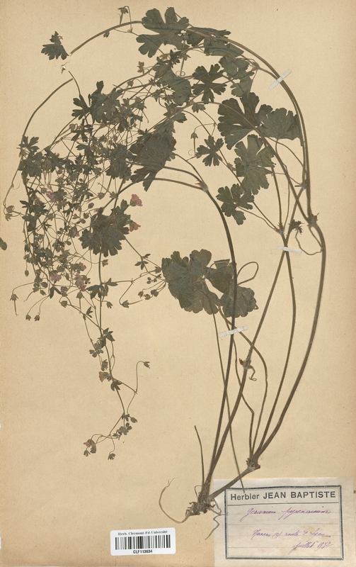 Geranium pyrenaicum (Geraniaceae)