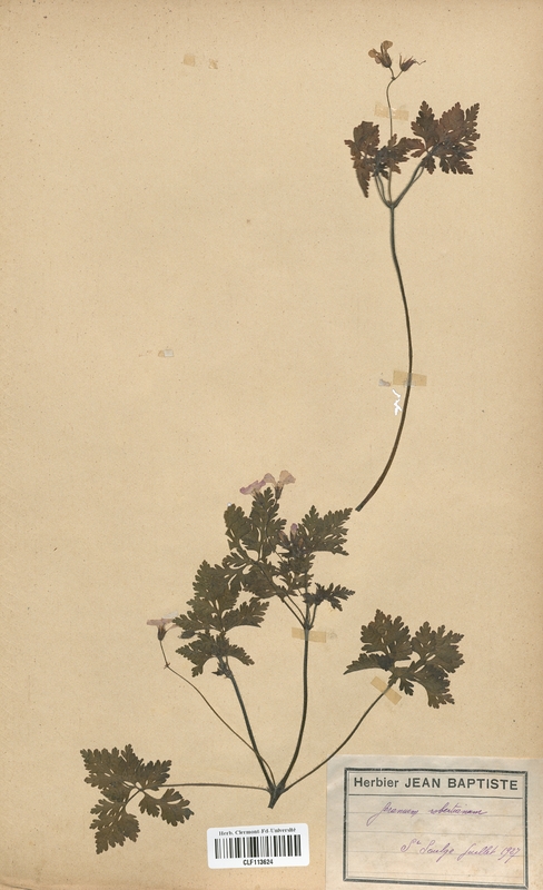 Geranium robertianum (Geraniaceae)