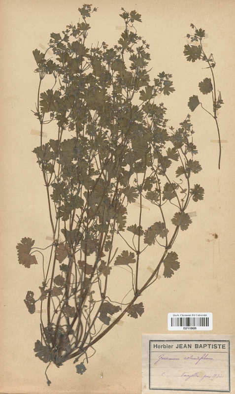 Geranium rotundifolium (Geraniaceae)