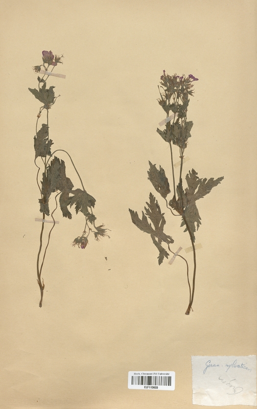 Geranium sylvaticum (Geraniaceae)
