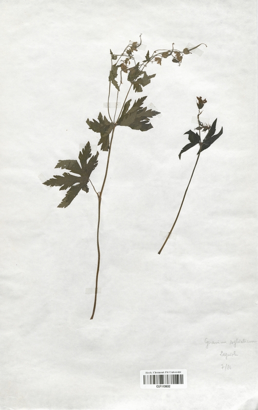 Geranium sylvaticum (Geraniaceae)