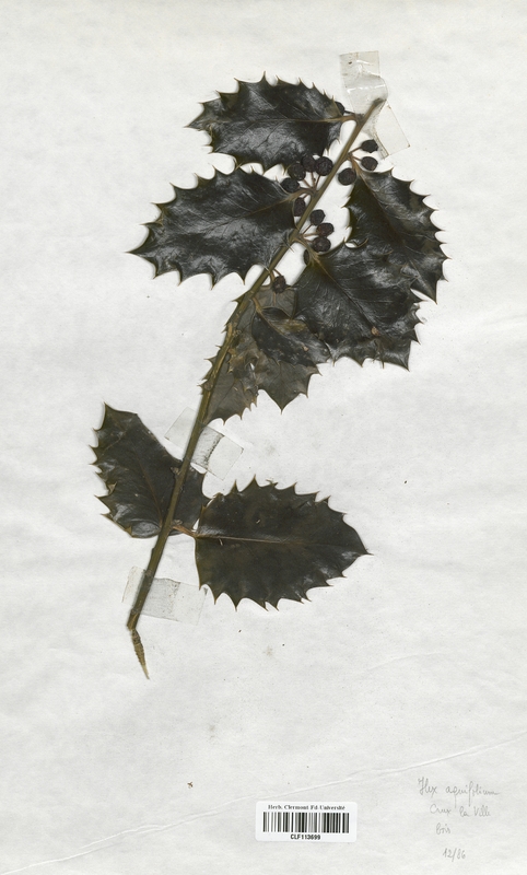 Ilex aquifolium (Aquifoliaceae)