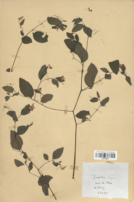 Impatiens capensis (Balsaminaceae)