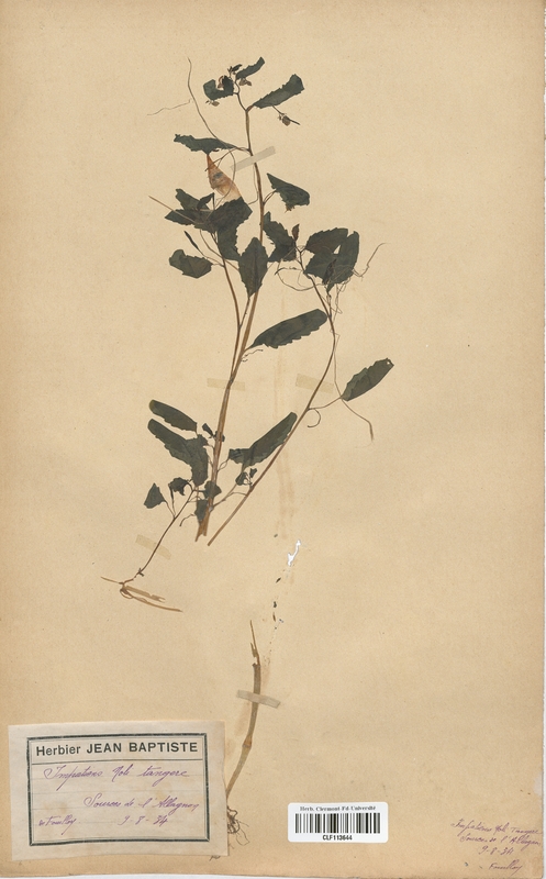 Impatiens noli-tangere (Balsaminaceae)