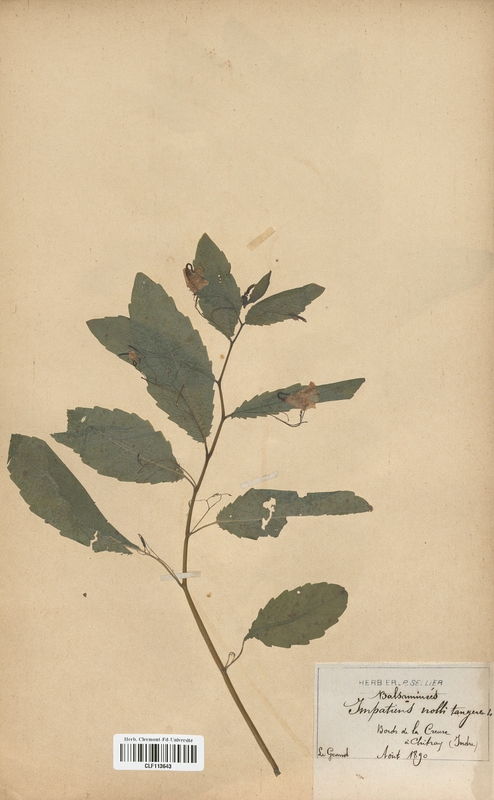 Impatiens noli-tangere (Balsaminaceae)