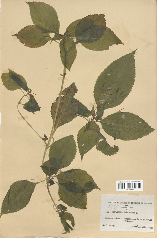 Impatiens parviflora (Balsaminaceae)
