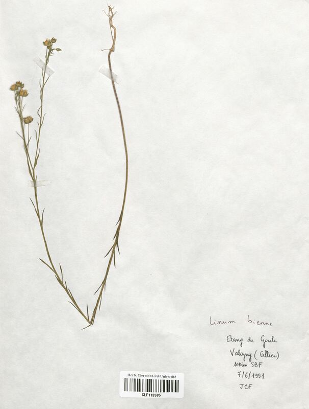 Linum bienne (Linaceae)
