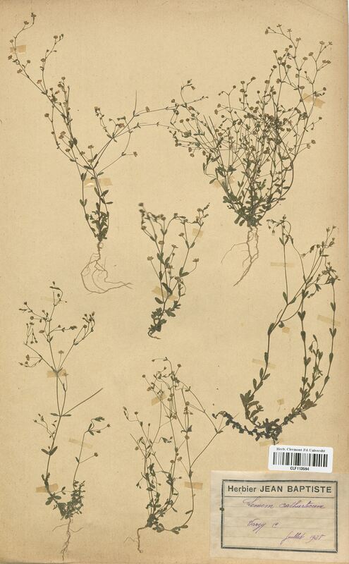 Linum catharticum (Linaceae)