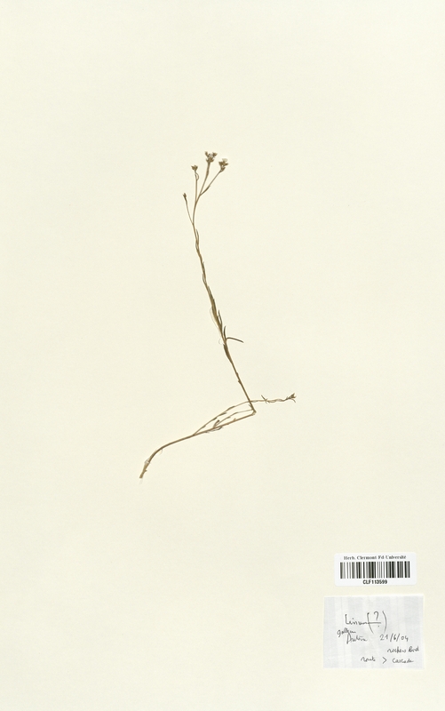Linum gallicum (Linaceae)