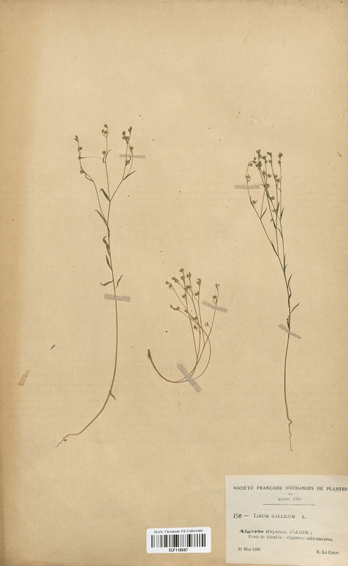 Linum gallicum (Linaceae)