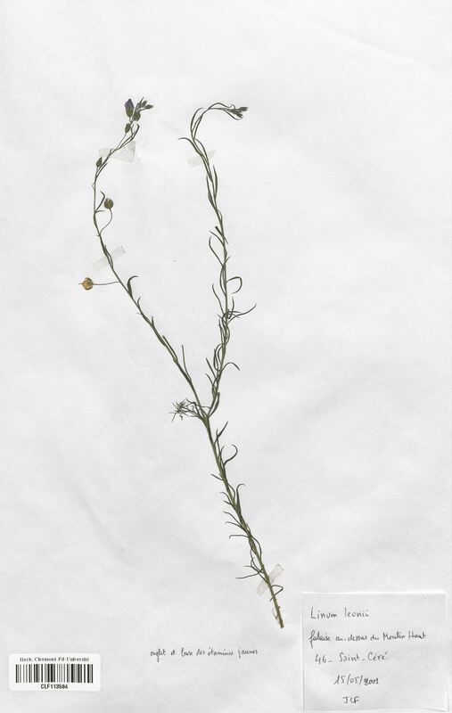 Linum leonii (Linaceae)