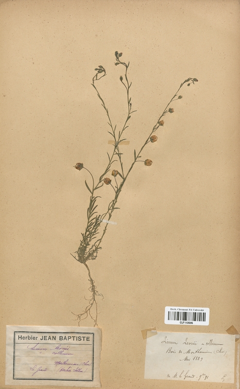 Linum leonii (Linaceae)