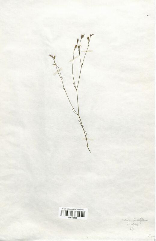 Linum tenuifolium (Linaceae)