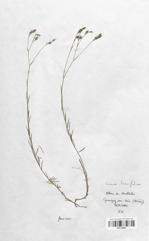 Linum tenuifolium (Linaceae)