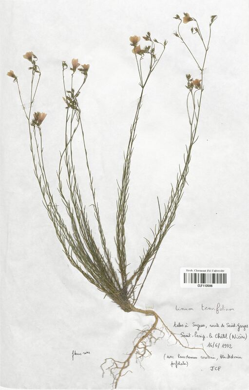 Linum tenuifolium (Linaceae)