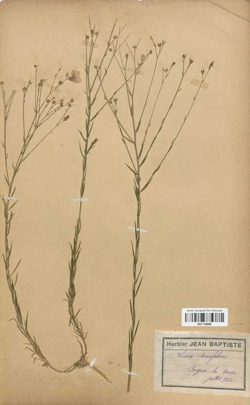 Linum ternuifolium (Linaceae)