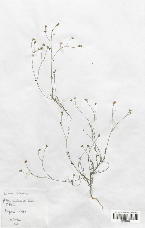 Linium trigynum (Linaceae)