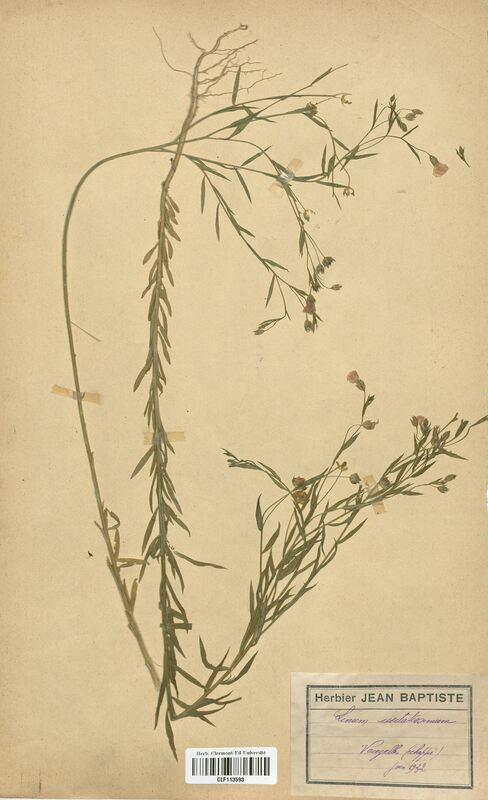 Linum usitatissimum (Linaceae)