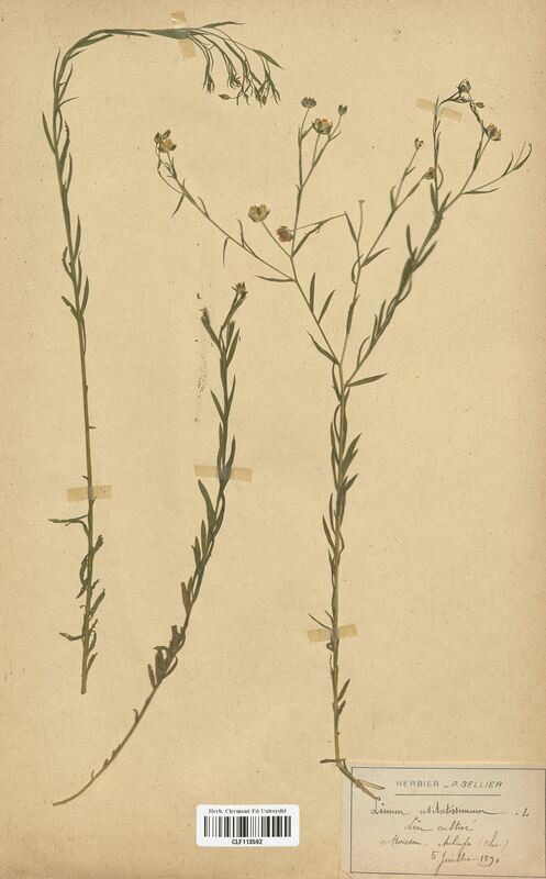 Linum usitatissimum (Linaceae)