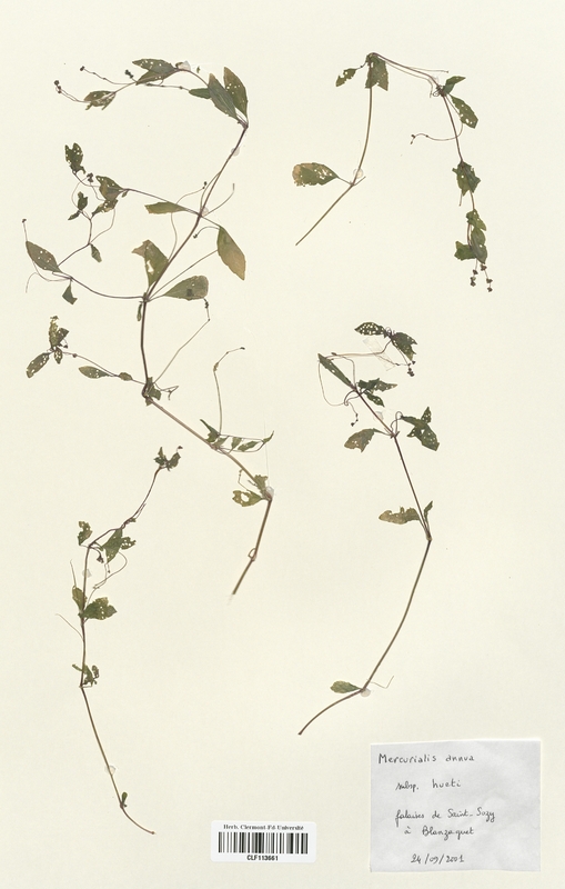 Mercurialis annua (Euphorbiaceae)