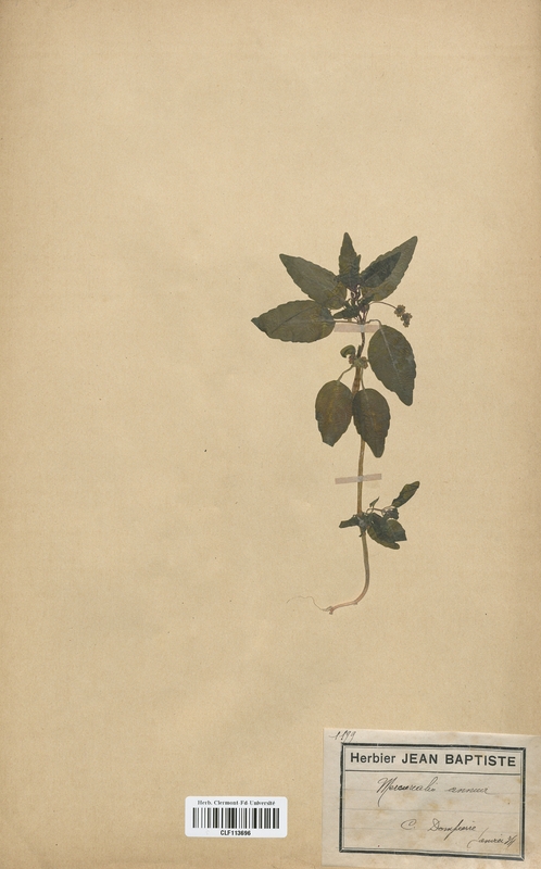 Mercurialis annua (Euphorbiaceae)