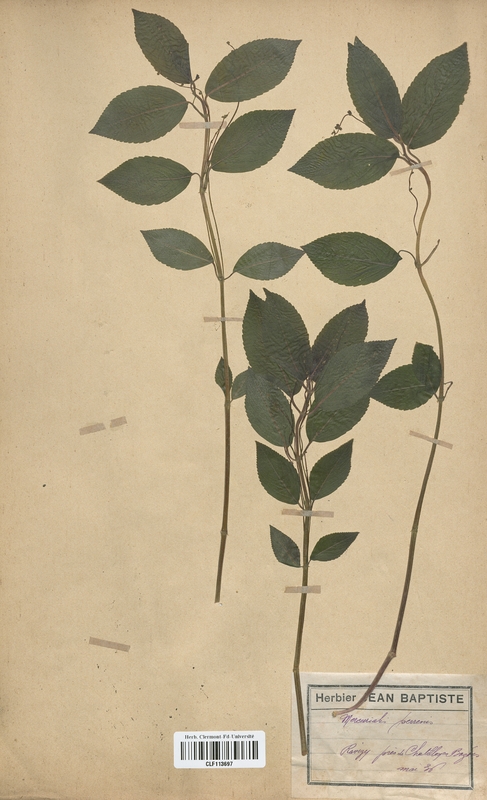 Mercurialis perennis (Euphorbiaceae)