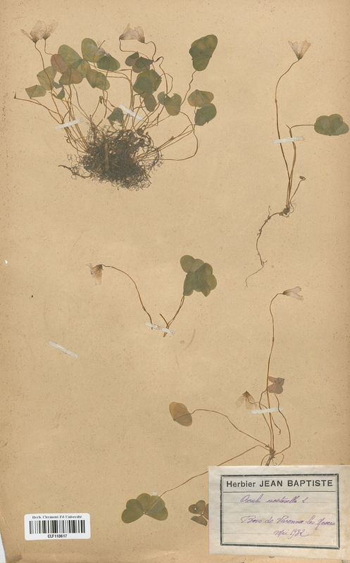 Oxalis acetosella (Oxalidaceae)