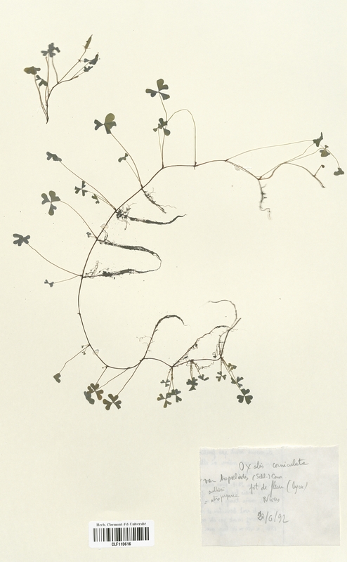 Oxalis corniculata (Oxalidaceae)