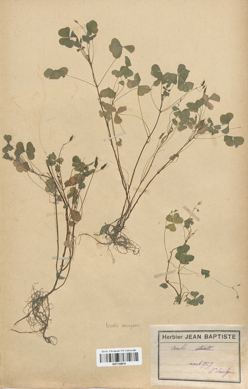 Oxalis europaea (Oxalidaceae)
