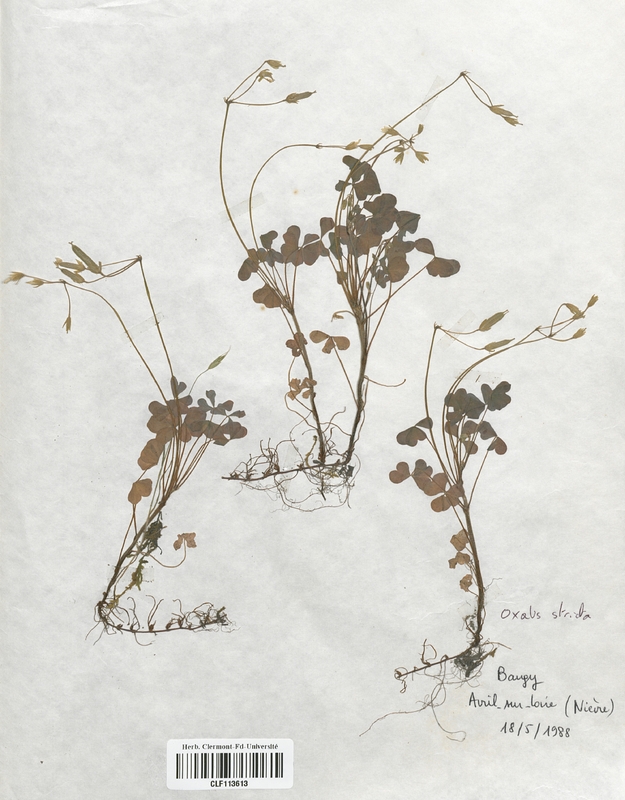 Oxalis europaea (Oxalidaceae)