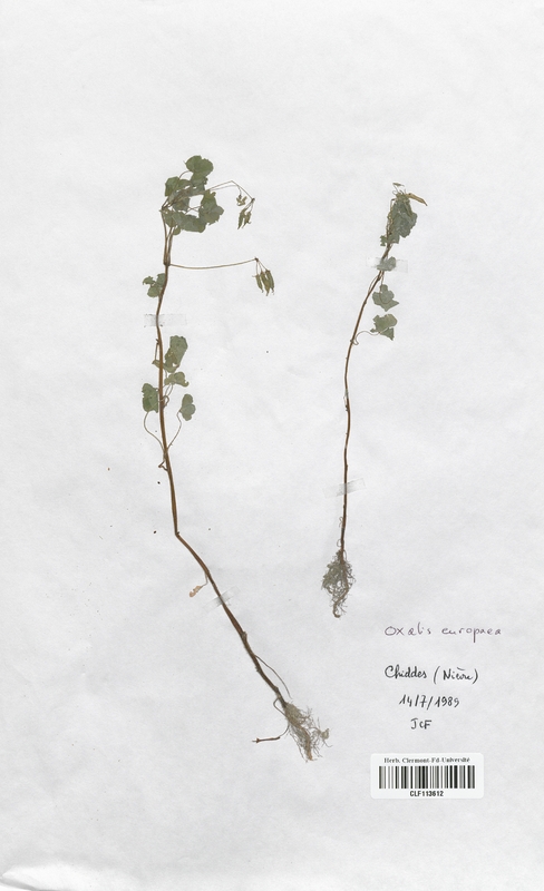 Oxalis europaea (Oxalidaceae)