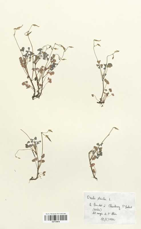 Oxalis stricta (Oxalidaceae)