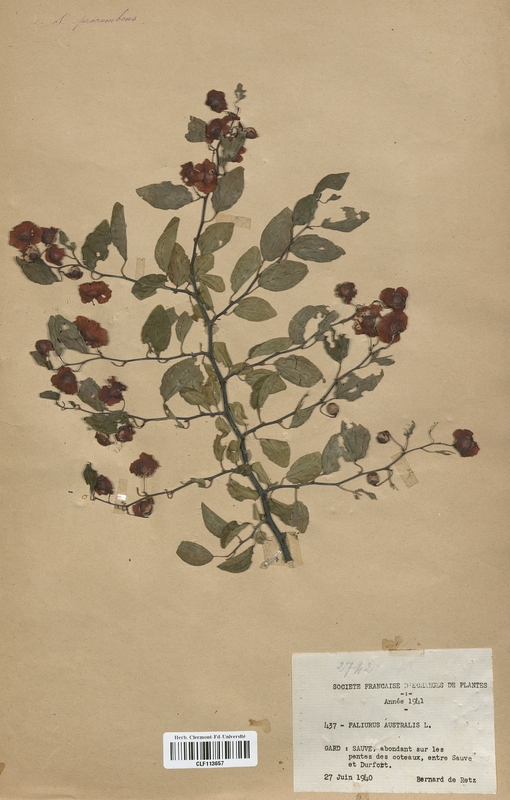 Paliurus australis (Rhamnaceae)