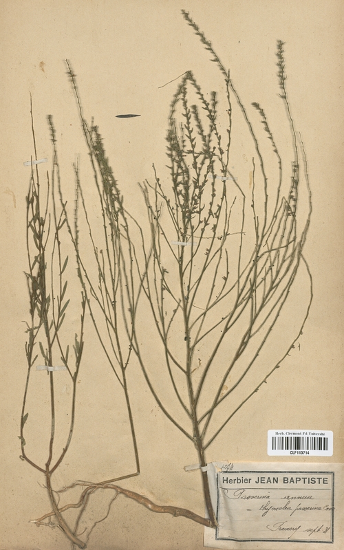 Passerina annua (Thymelaeaceae)