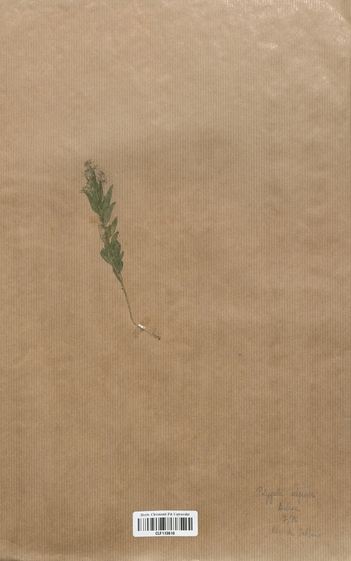 Polygala alpestre (Polygalaceae)