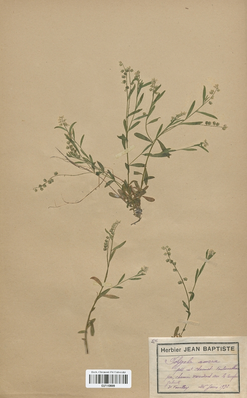 Polygala amara (Polygalaceae)