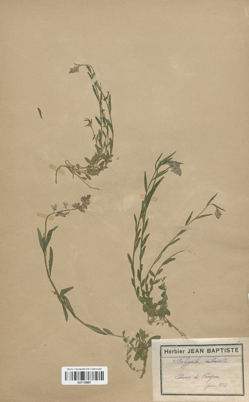 Polygala calcarata (Polygalaceae)