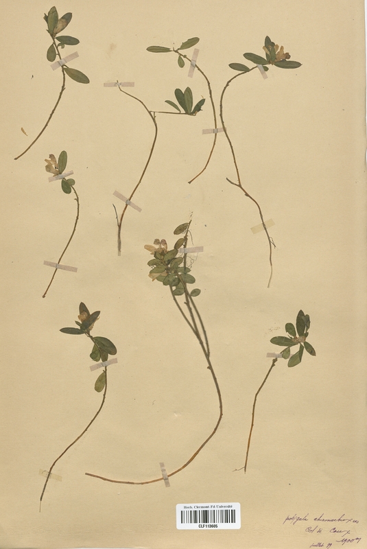 Polygala chamaebuxus (Polygalaceae)