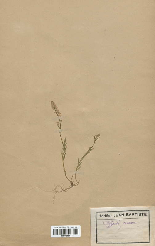 Polygala comosa (Polygalaceae)