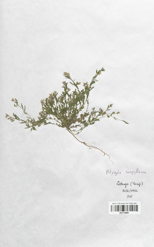 Polygala serpyllacea (Polygalaceae)