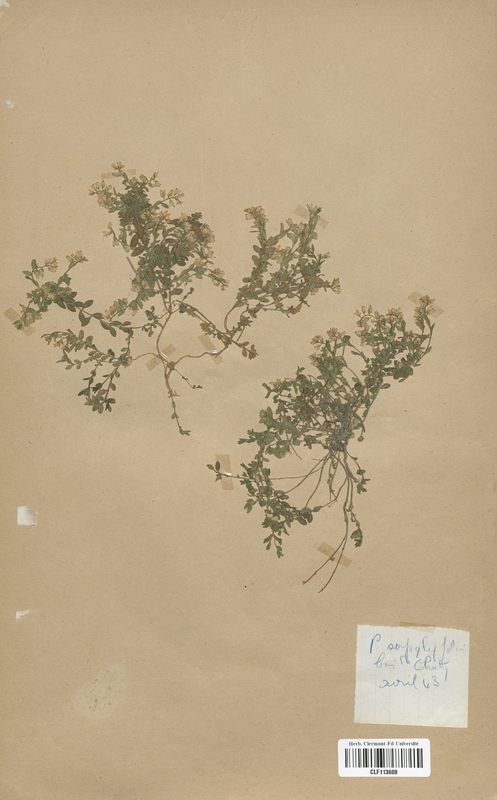 Polygala serpyllifolia (Polygalaceae)