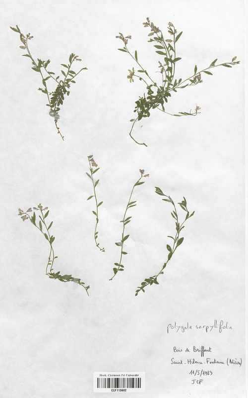 Polygala serpyllifolia (Polygalaceae)